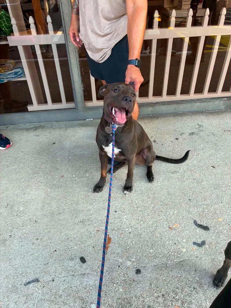 An adult medium-sized male Black Pit Bull Terrier dog named Midnight for adoption in Palos Heights, IL