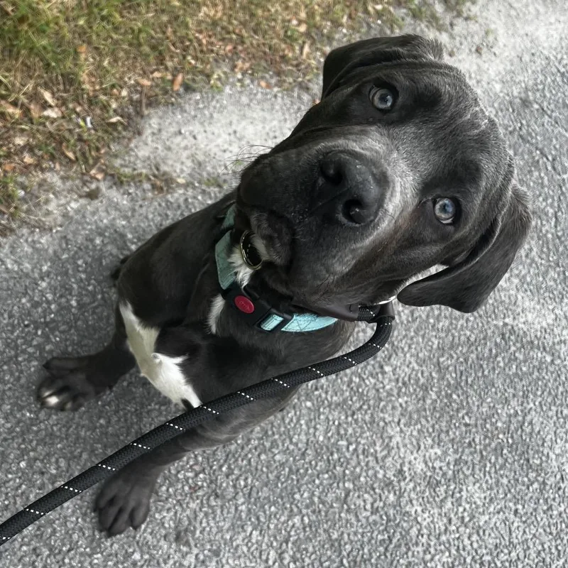 A young medium-sized male Gray / Blue / Silver Mixed Breed dog named Duncan for adoption in Summerville, SC