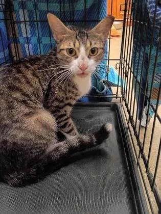 A young medium-sized female Domestic Short Hair cat named Lyssa for adoption in Palm Coast, FL
