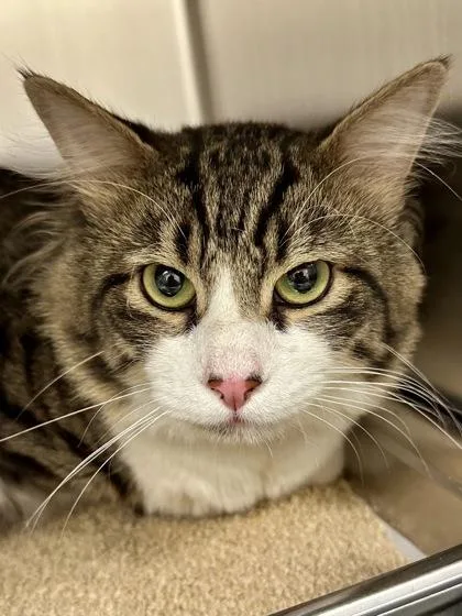 An adult large-sized male White Domestic Medium Hair cat named Rigby for adoption in Wichita, KS