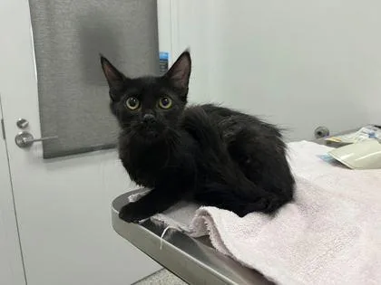 A baby small-sized female Black Domestic Long Hair cat named Permanent Marker for adoption in Kansas City, MO