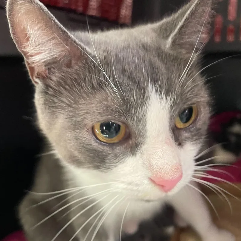 An adult medium-sized female Gray / Blue / Silver Domestic Short Hair cat named Sugar Plum for adoption in Wilmington, DE