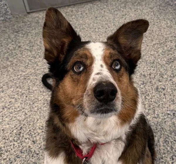 Ham