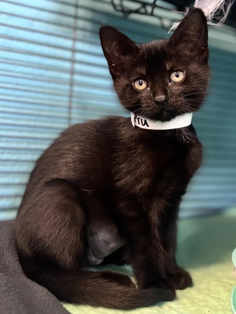 A baby medium-sized female Black Domestic Short Hair cat named Pru for adoption in Long Beach, NY