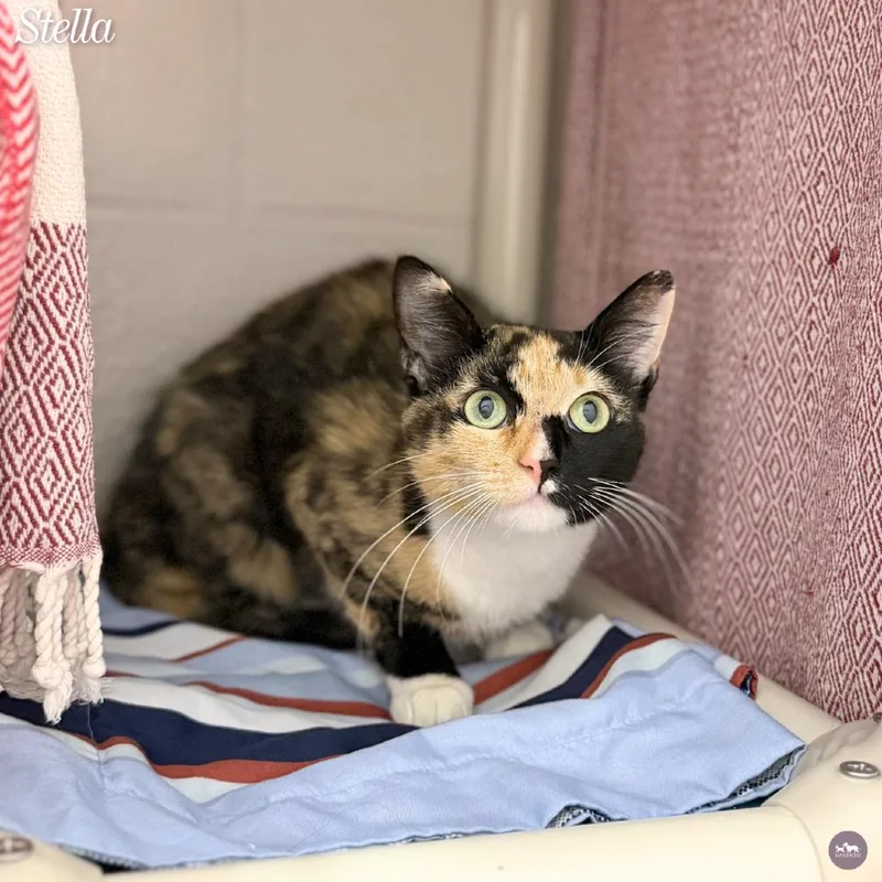 A young small-sized female Black Domestic Short Hair cat named Stella for adoption in Hopkinton, MA