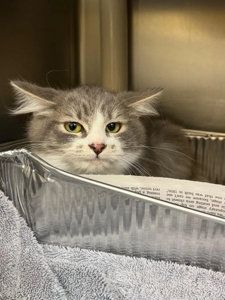 A baby medium-sized male Domestic Medium Hair cat named Snot for adoption in Culpeper, VA