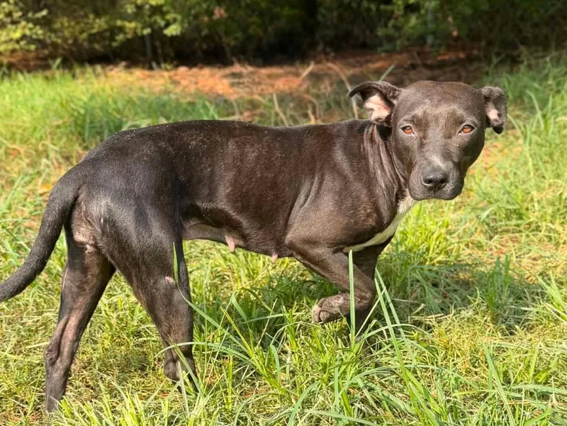 A young medium-sized female Pit Bull Terrier dog named Journey for adoption in Anniston, AL