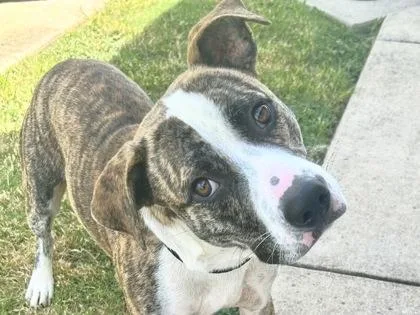 An adult large-sized male Brindle Mixed Breed dog named George for adoption in Georgetown, TX