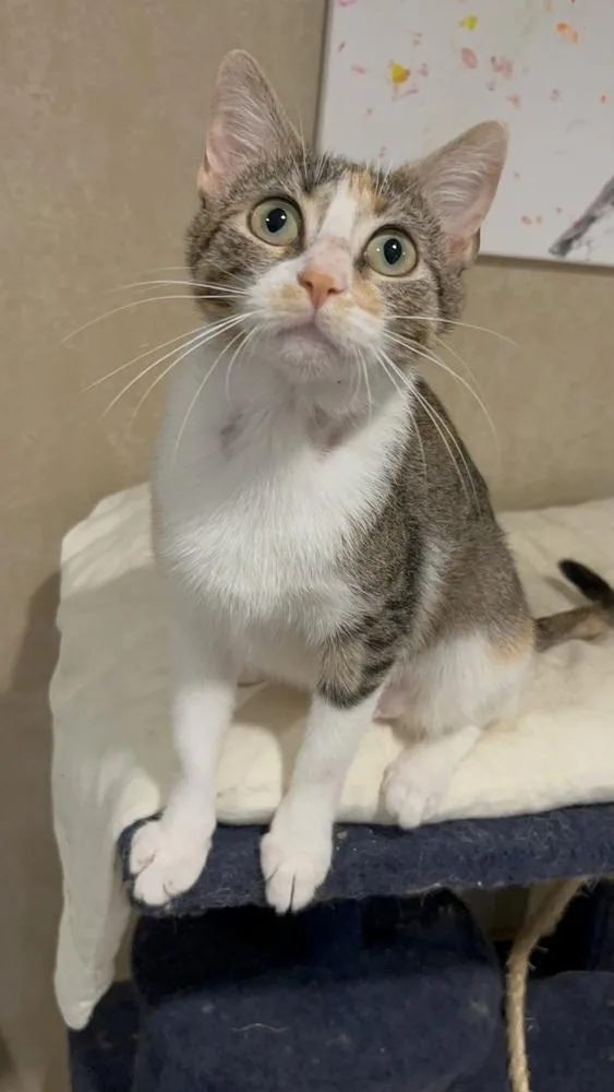 Palace W. thumbnail 2