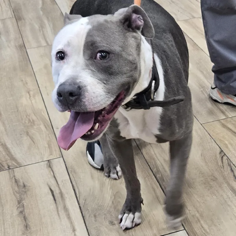 A baby small-sized female Gray / Blue / Silver American Staffordshire Terrier dog named Tati for adoption in Newark, NJ