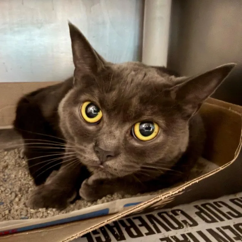 An adult medium-sized female Gray / Blue / Silver Domestic Medium Hair cat named Styrofoam for adoption in Cincinnati, OH