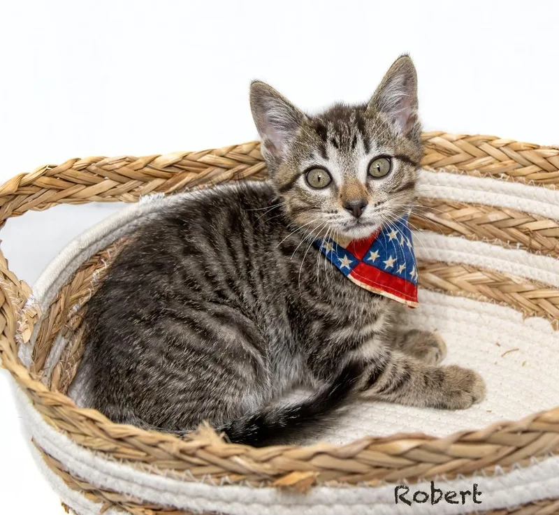 A baby small-sized male Domestic Short Hair cat named Robert for adoption in Hot Springs Village, AR