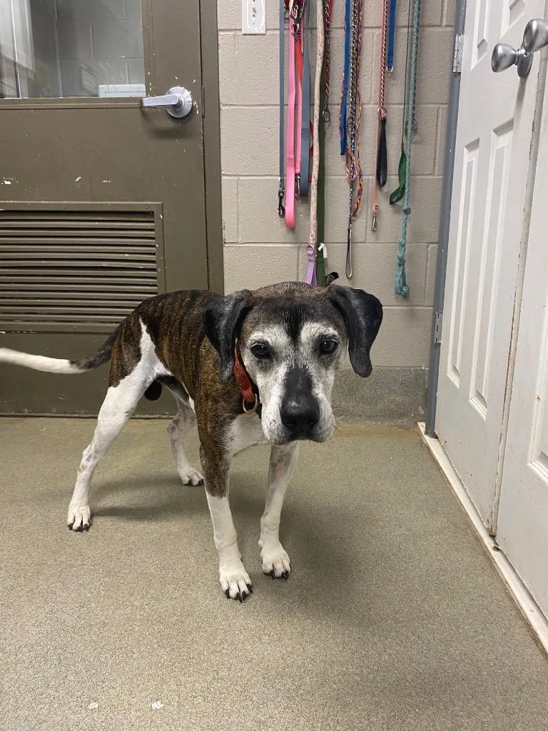 A senior medium-sized male Labrador Retriever dog named Mickey for adoption in Hopkinsville, KY