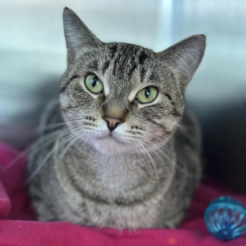 An adult medium-sized female Brown / Chocolate Domestic Short Hair cat named Artemis for adoption in Matteson, IL