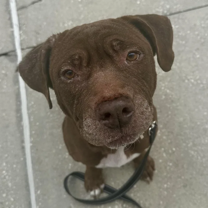 A senior large-sized female Brown / Chocolate Mixed Breed dog named Melanie for adoption in Jacksonville, FL