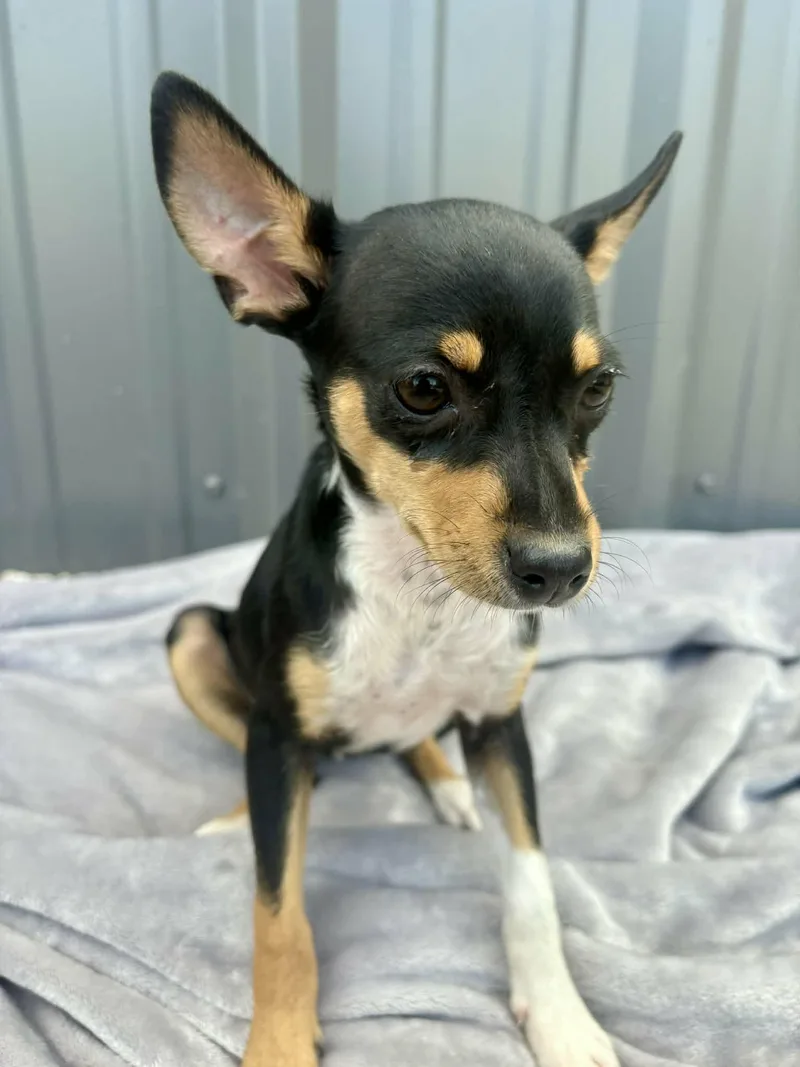 A baby small-sized female Tricolor (Brown, Black, & White) Chihuahua dog named Tammy for adoption in Gregory, TX