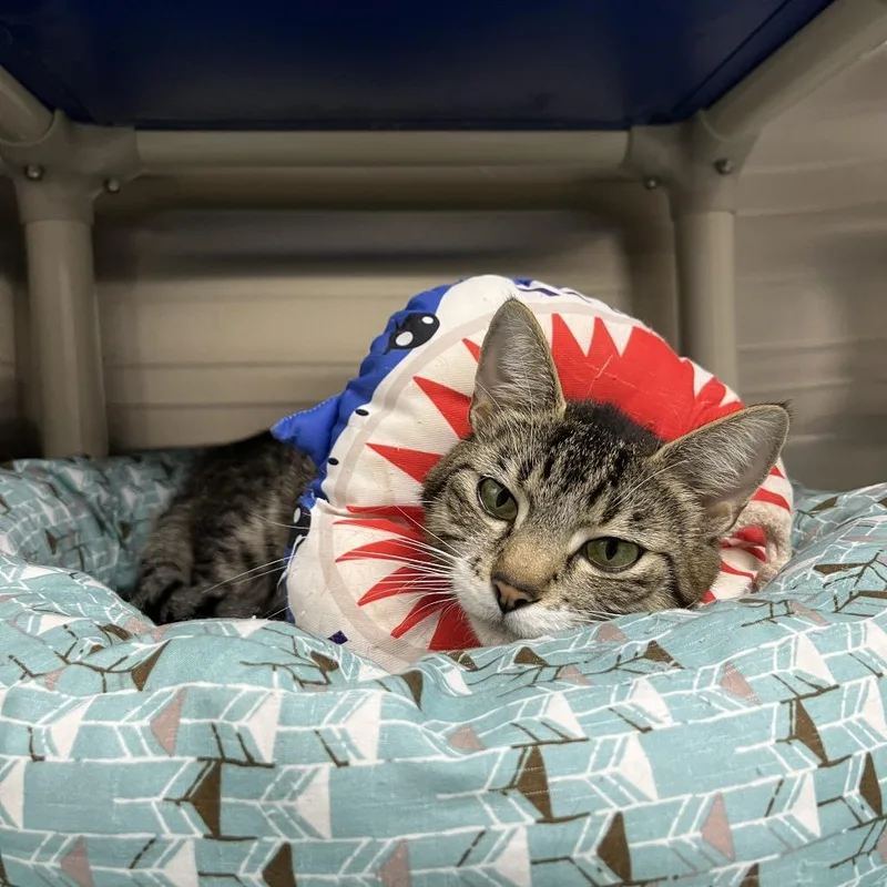 An adult small-sized female Gray / Blue / Silver Domestic Short Hair cat named Peregrine for adoption in Detroit Lakes, MN