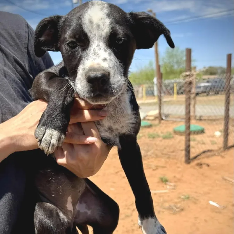 A baby medium-sized female Black Mixed Breed dog named Poppy for adoption in Wadena, MN