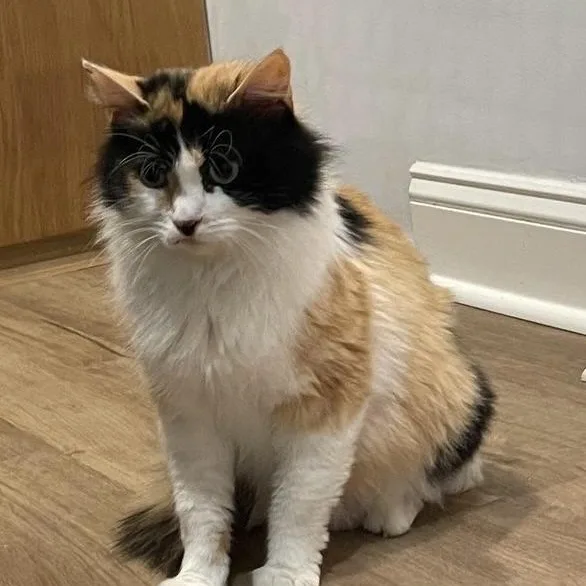 An adult medium-sized female Calico cat named Solana for adoption in Woodbridge, VA