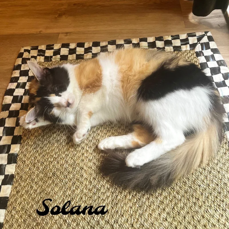 Solana thumbnail 2
