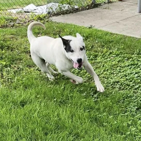 A young large-sized male White / Cream Mixed Breed dog named Rooster for adoption in Beckley, WV