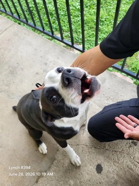 A young medium-sized female American Staffordshire Terrier dog named Kira for adoption in San Antonio, TX