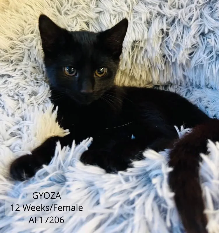 A young medium-sized female Black Domestic Short Hair cat named Gyoza for adoption in Supply, NC