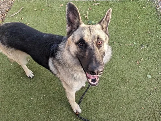 An adult large-sized male German Shepherd Dog dog named Wilbur for adoption in Phoenix, AZ