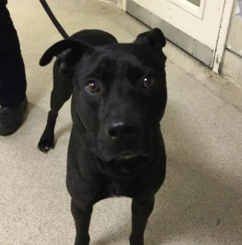 A young medium-sized male Pit Bull Terrier dog named Tbone for adoption in Riverside, CA