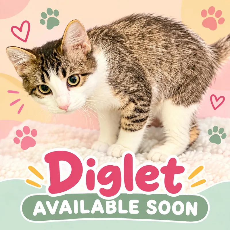 A young medium-sized male Tabby (Buff / Tan / Fawn) Domestic Long Hair cat named Diglet for adoption in Marshall, MO