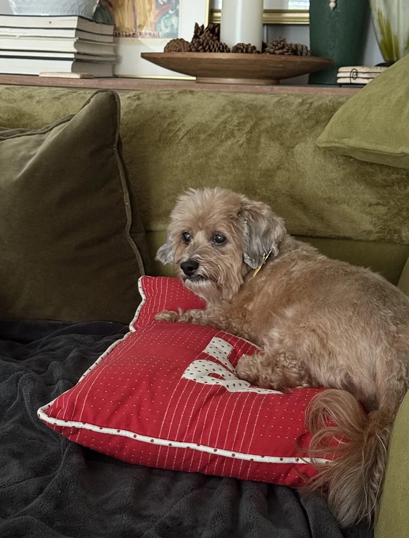 Dandie  Os thumbnail 2