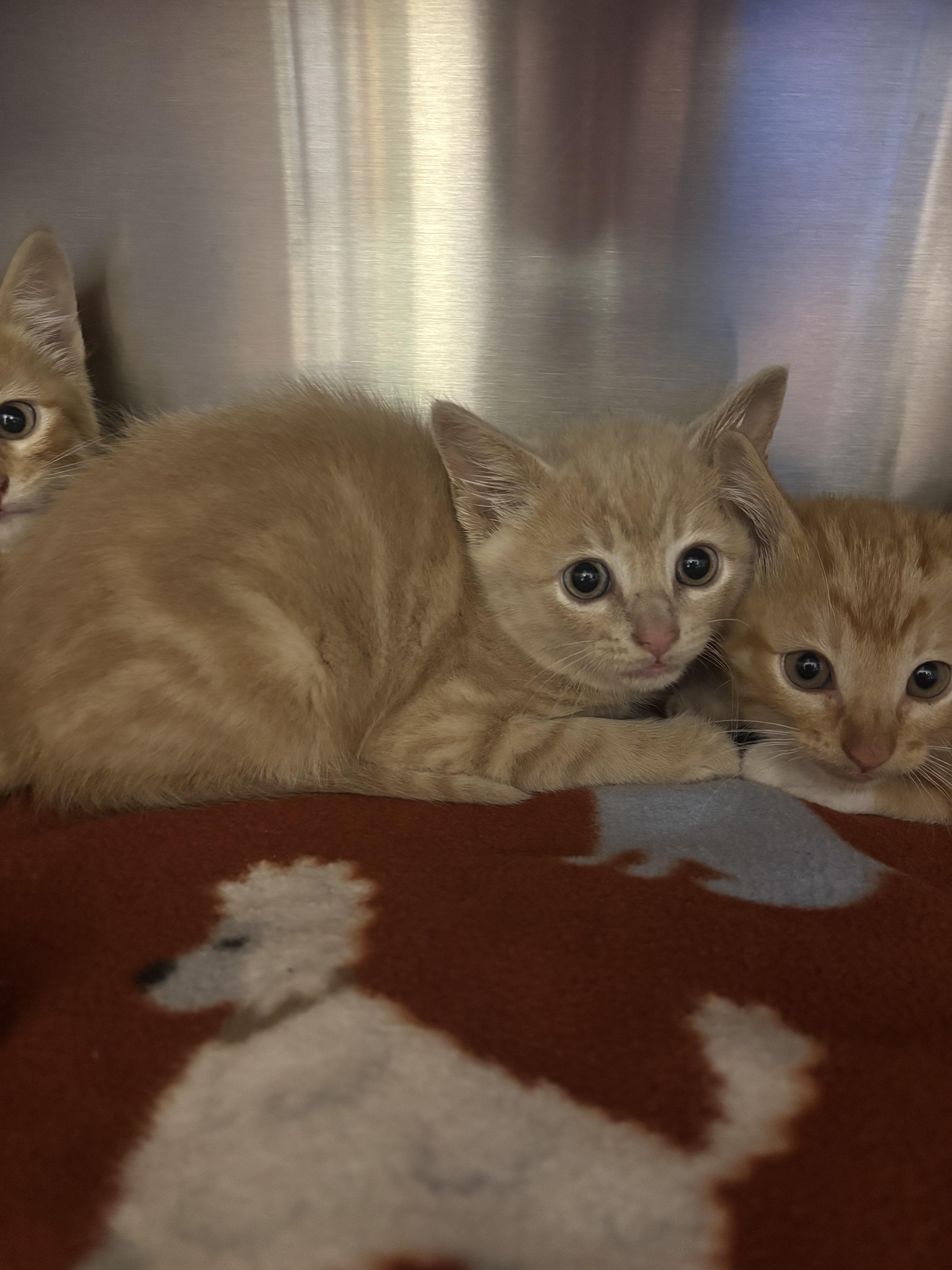 A baby medium-sized male Buff / Tan / Fawn Domestic Short Hair cat named Zucchini for adoption in Liberty, MO