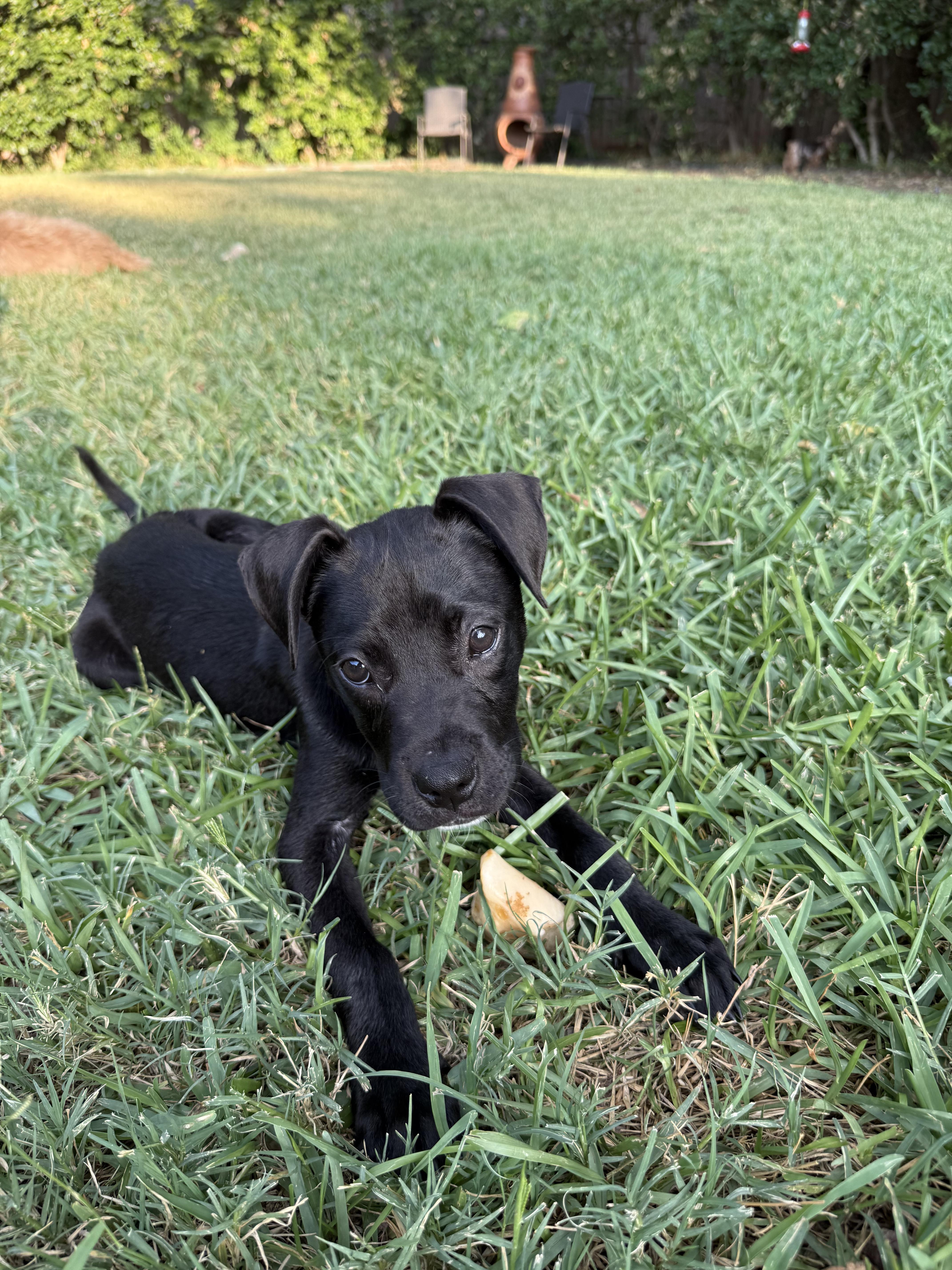 A baby medium-sized female Labrador Retriever dog named Jenny for adoption in Plano, TX