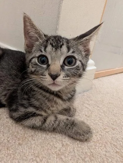 Sophia