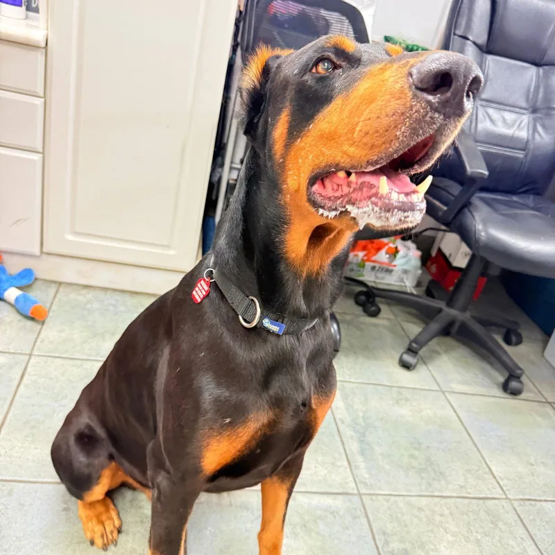 A young medium-sized male Doberman Pinscher dog named Moose for adoption in Oakland Park, FL
