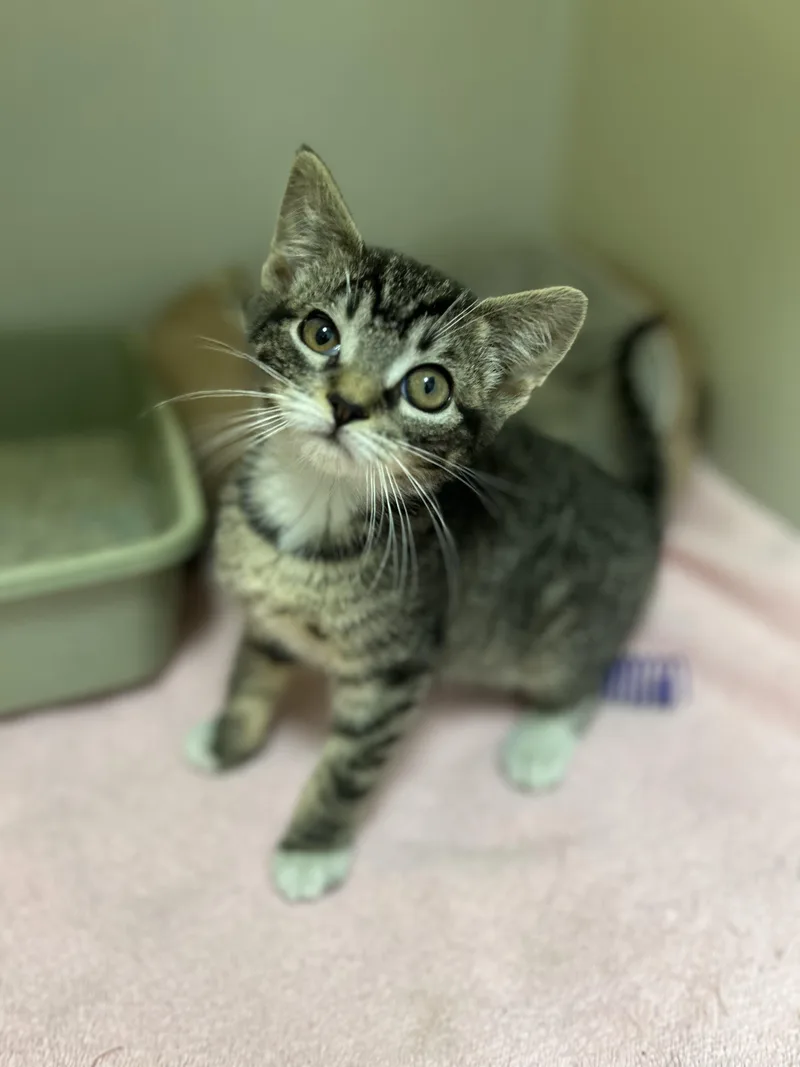 A baby medium-sized female Domestic Short Hair cat named BoPeep for adoption in Howes Cave, NY