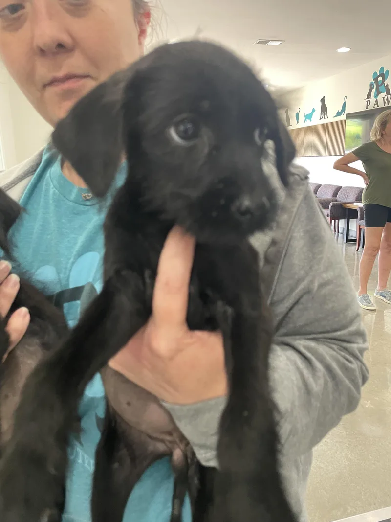 A baby small-sized male Labrador Retriever dog named Crockadoodle for adoption in Knoxville, TN