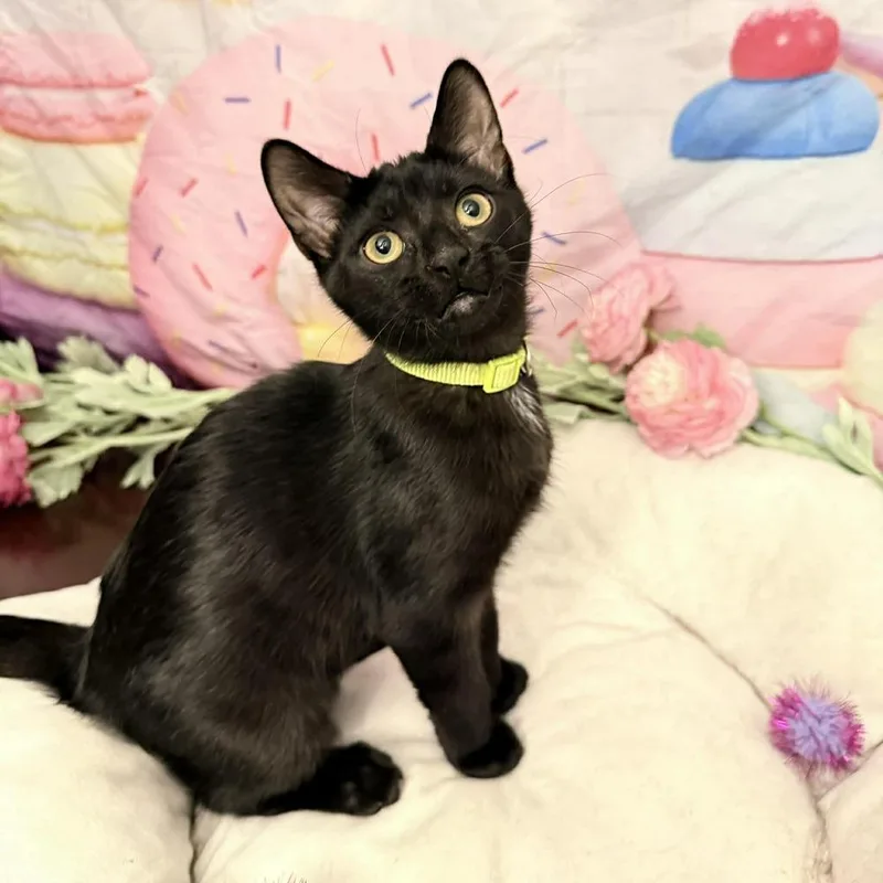 A baby small-sized female Domestic Short Hair cat named Blade for adoption in Chicago, IL