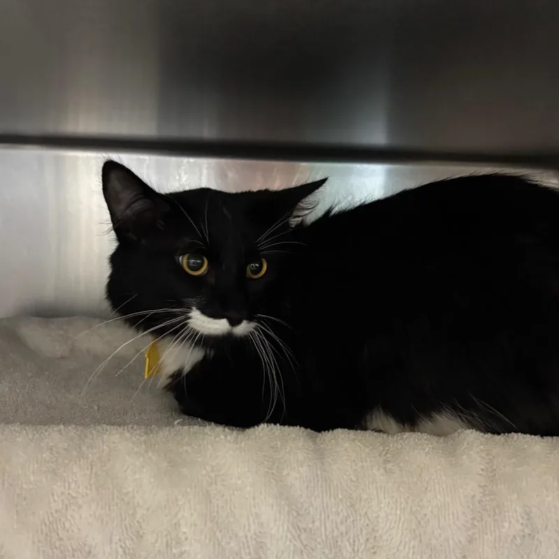 A young medium-sized male Black Domestic Long Hair cat named Swiper for adoption in Springfield, MA