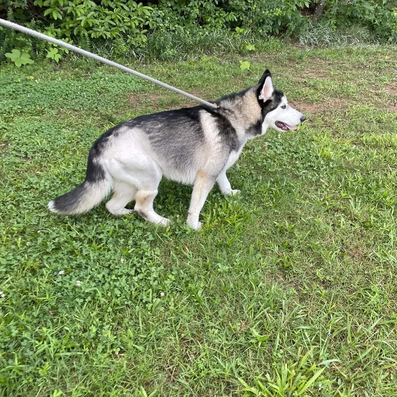 A baby medium-sized male Black Siberian Husky dog named Lucky for adoption in Sautee Nacoochee, GA