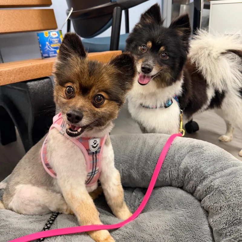 Jazzy&Izzy