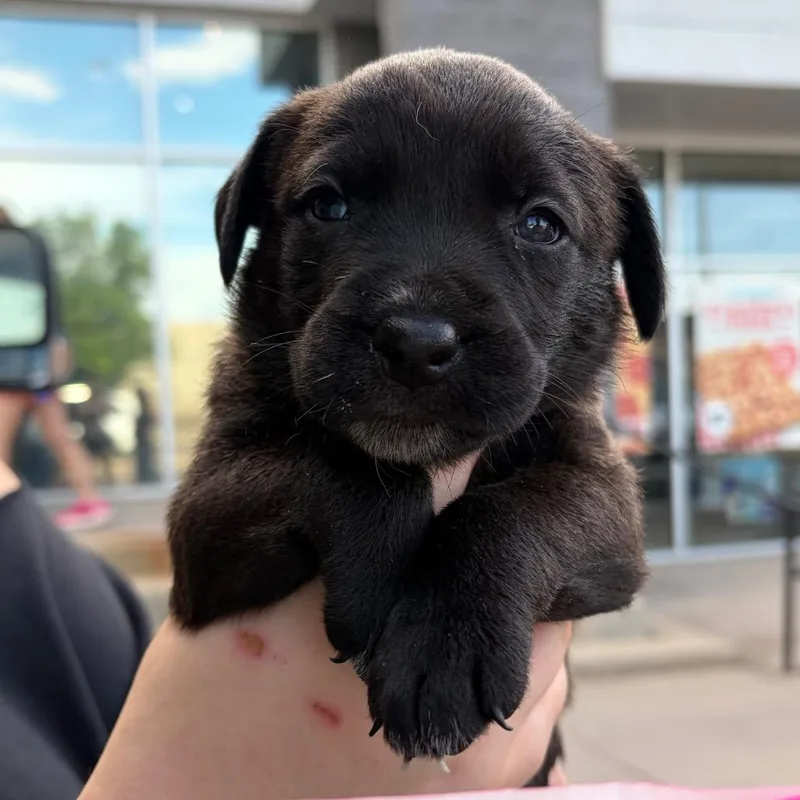A baby small-sized female Rottweiler dog named Strawberry Jam for adoption in Parker, CO