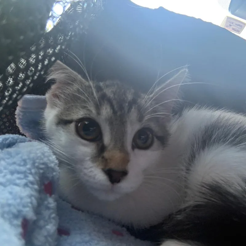 A baby small-sized female White Domestic Short Hair cat named Mackie for adoption in Middle Village, NY