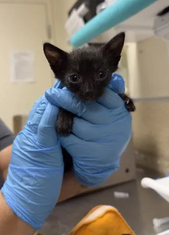 A baby small-sized male Domestic Short Hair cat named Pickle for adoption in Riverside, CA