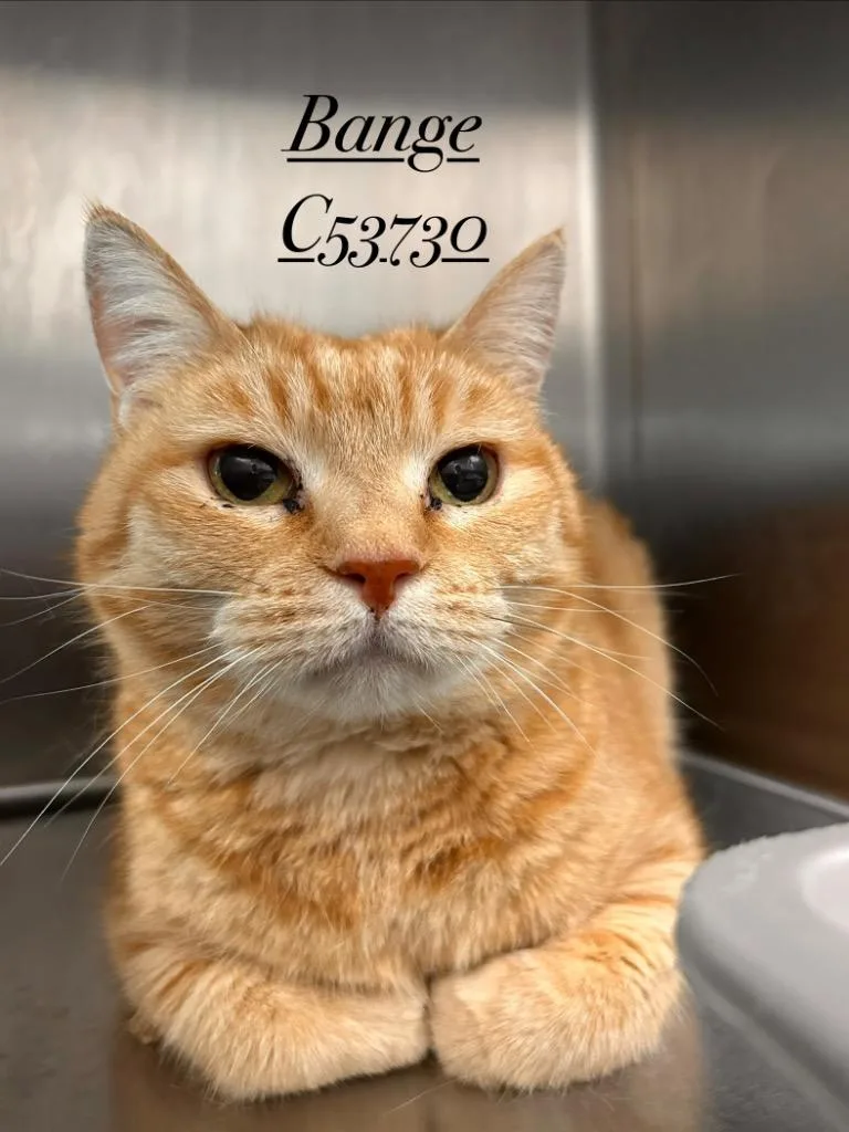 A senior medium-sized female Domestic Short Hair cat named Bange for adoption in Clarksville, TN