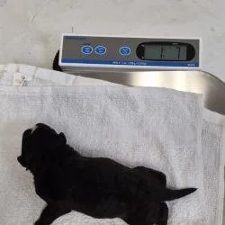 A baby medium-sized male Black Mixed Breed dog named Acorn for adoption in Las Cruces, NM
