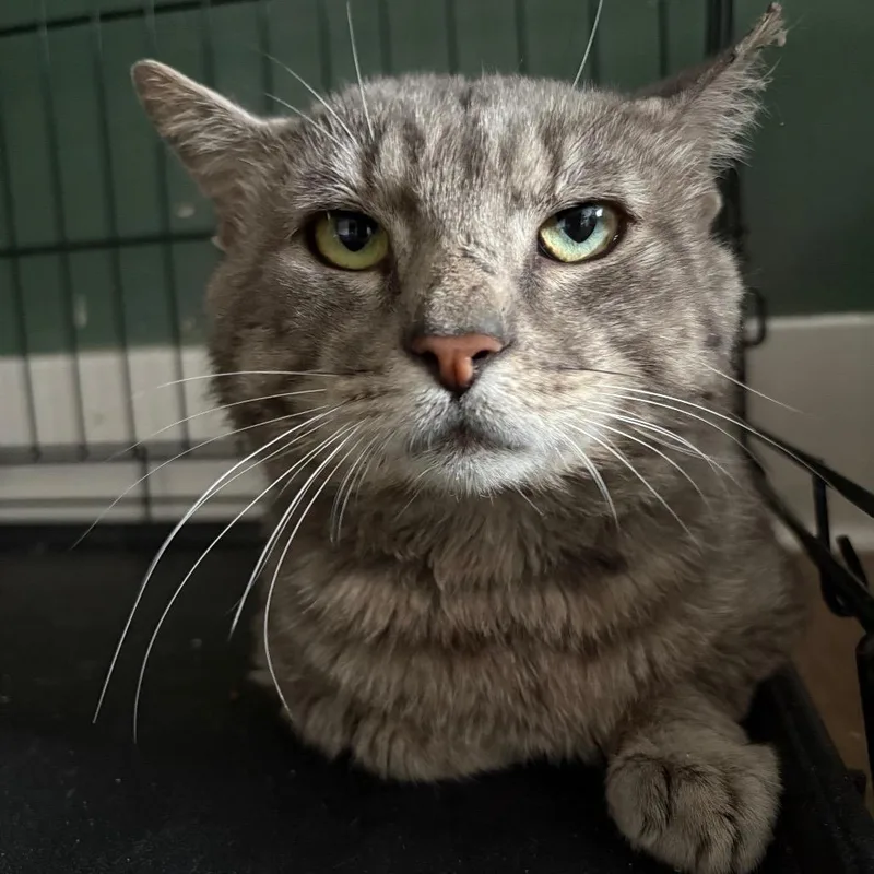 An adult small-sized male Gray / Blue / Silver Domestic Short Hair cat named Meatloaf for adoption in Johnstown, PA