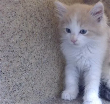 A baby medium-sized male Domestic Short Hair cat named A for adoption in Downey, CA