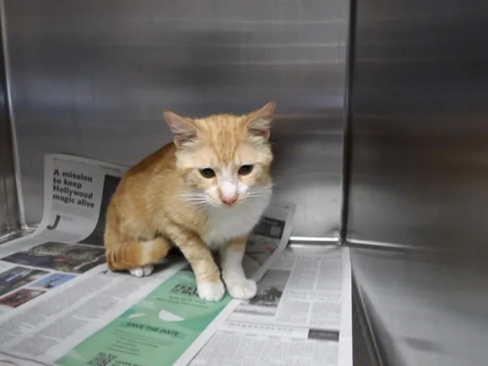 A young extra large-sized male Domestic Short Hair cat named George for adoption in Los Angeles, CA
