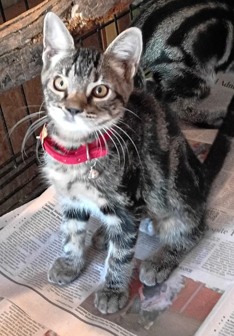 A baby small-sized female Tabby (Gray / Blue / Silver) Domestic Short Hair cat named Abby for adoption in Olympia, WA